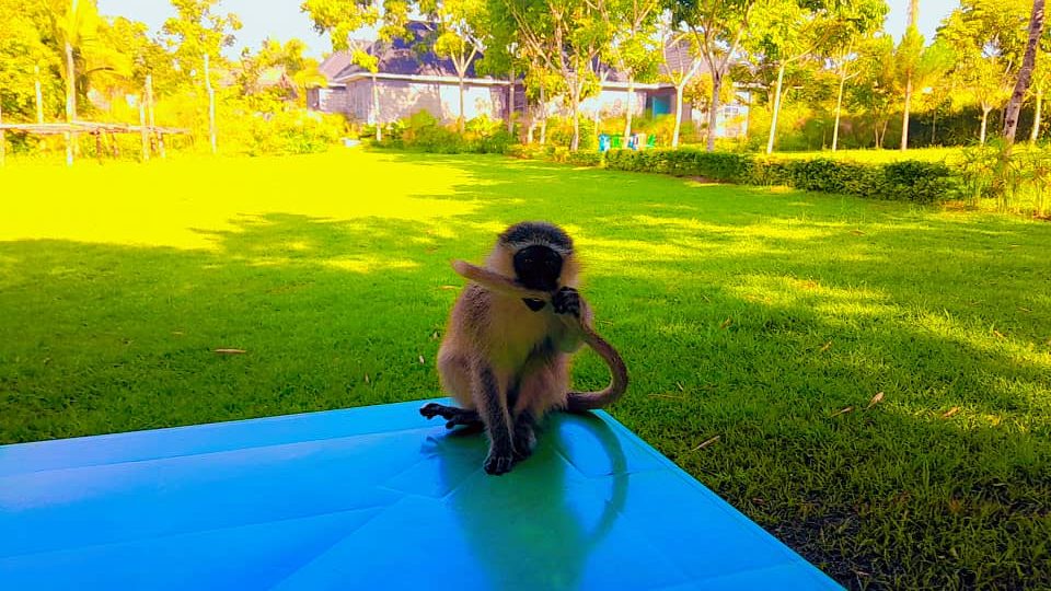 Palm Springs Eco-Tourism Site Hoima Zoo