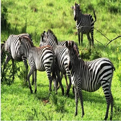 Zebras